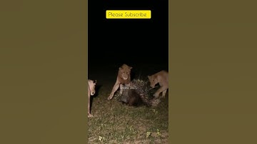 Lions Vs Porcupine Attack Scene 🦁   |     #shorts     #wildlifeshoTs