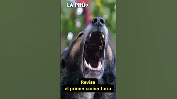 ¿Pueden los perros captar la energía de las personas?