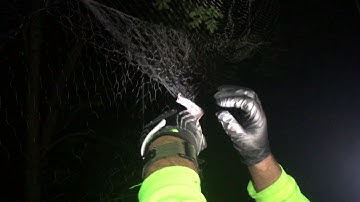 Gray bat in Mist Net