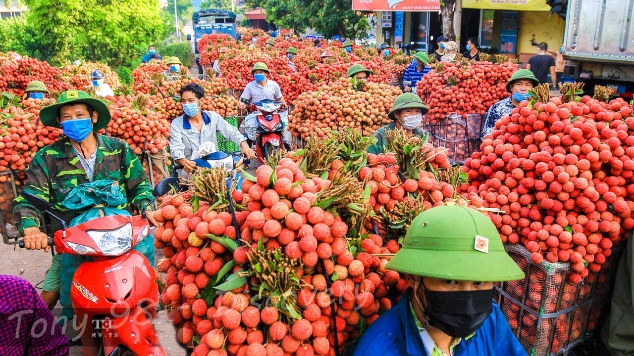 Vận chuyển vải thiều Bắc Giang đi TP.HCM: Quy trình, cách bảo quản và chi phí