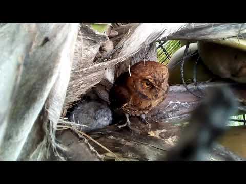sarang burung hantu di pohon kelapa YouTube sarang burung hantu di pohon kelapa YouTube