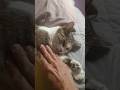 ASMR 😺 "I will send them without wings, so no one will suspect they are Angels" 😇 #rescuecat