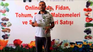Aşılı Sertifikalı Quen Rosa Erik Fidanı Satışı , Meyve Özellikleri