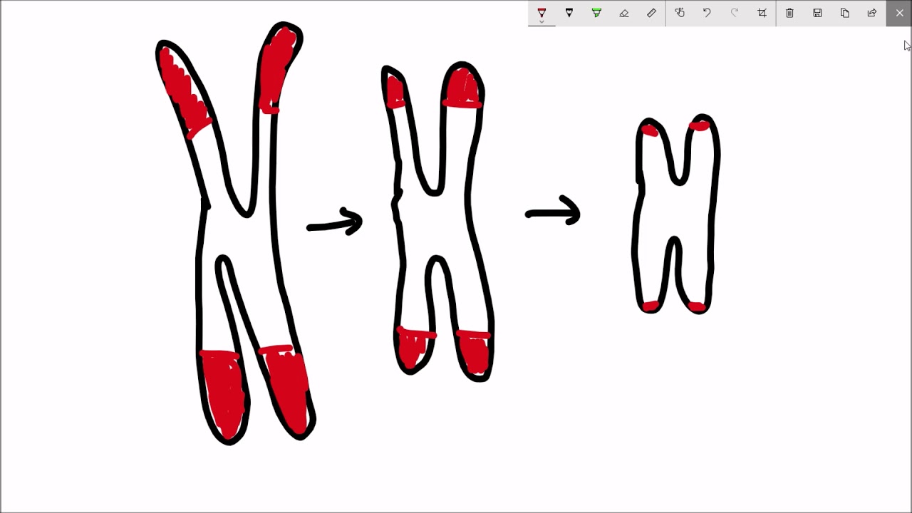 What are the hallmarks of aging?