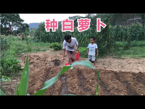 农历8月适合种白萝卜了 农村宝妈用镜头带网友们体验种菜的过程 【广西一帆妈妈】