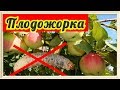 Обработка яблонь от вредителей (Плодожорки) | VolkoFF_video