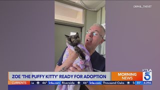 Zoe the 'Puff Kitty' ready for adoption screenshot 4