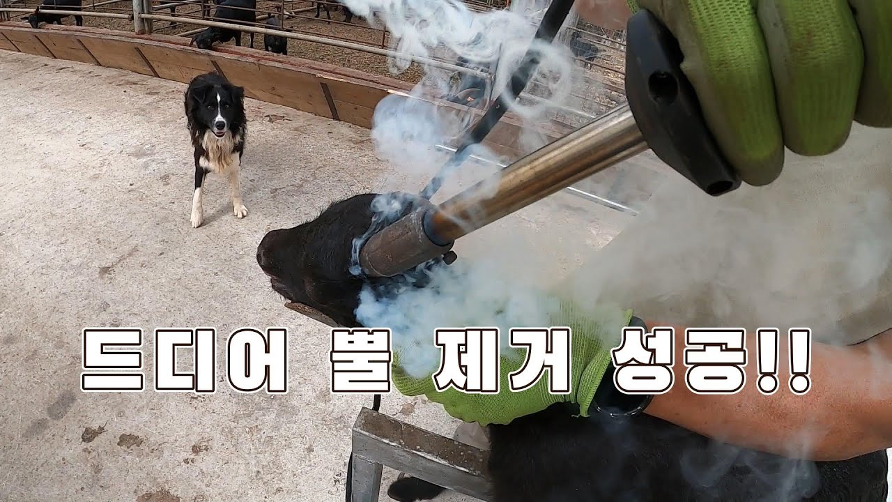염소 뿔 제거 교육영상 / 뿔을 갖은 염소는 손에 칼과 망치를 쥐어준 것과 같다 / 제각 2부 - YouTube