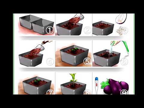 Видео: Как да отглеждаме гъби в оранжерии