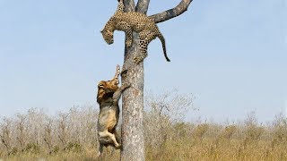 лев атака леопард на дереве урвать добыча, дикая жизнь, Бегемот, носорог, крокодил, слон