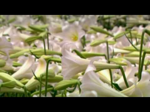 Wie aus Pflanzen Blumen wurden 3v6 Doku