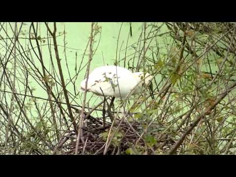 Birds in their natural habitat-a spoonbill couple raising family
