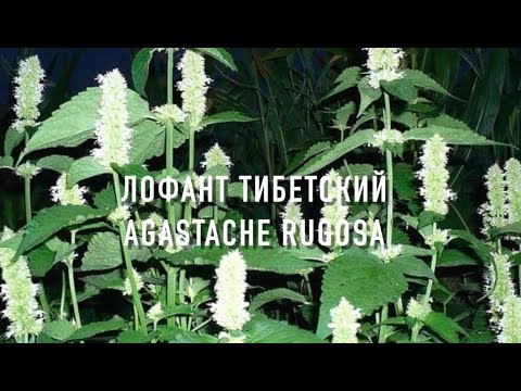Лофант тибетский(Медонос и лекарственное растение ) | ПчелоСад