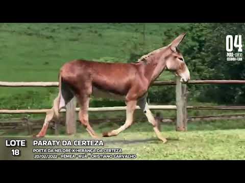 PARATY DA CERTEZA