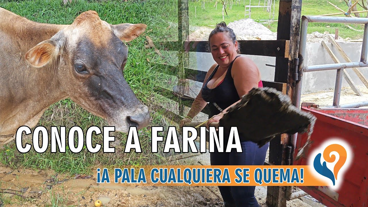 Establo para Jersey: Instalación de cubículos, camas y mejoras.