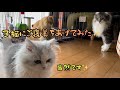 頑張ってる仔猫に些細なご褒美をあげてみた。