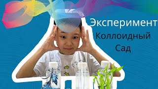 Коллоидный сад эксперимент