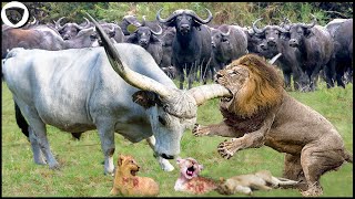 Herd Buffalo Destroy Whole Lion Family For Daring Invade Their Territory || Wild Animal Attack 2022