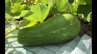 Bangladesh pumpkin