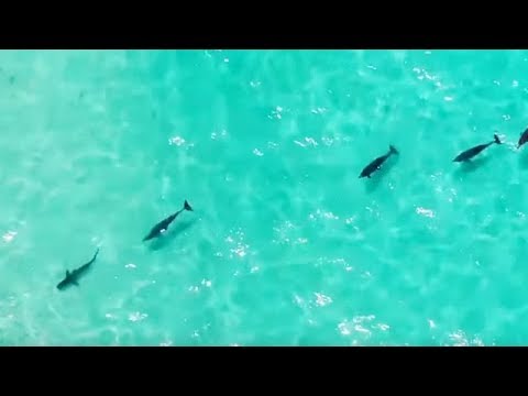 Вот почему акулы боятся дельфинов и косаток!..