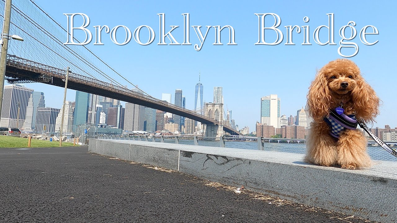 【愛犬とNY旅行】ブルックリンブリッジを渡ったよ！ダンボも散策したよ！