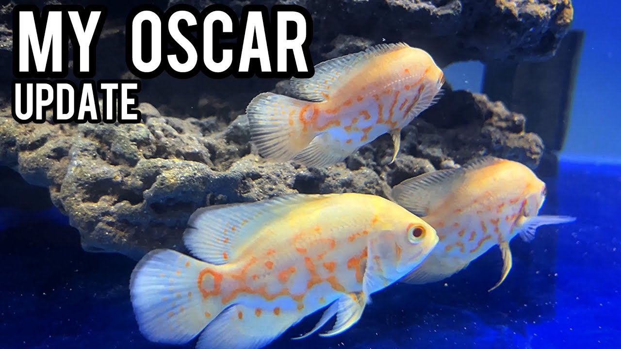 My Oscar Fish Update They re Growing Fast Imran s World YouTube my-oscar-fish-update-they-re-growing-fast-imran-s-world-youtube