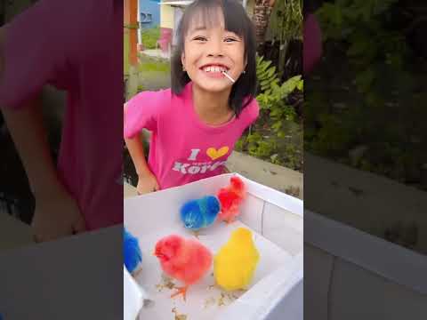 Bagi bagi ayam warna warni #sambilancuan #shortvideo #ayamwarnawarni