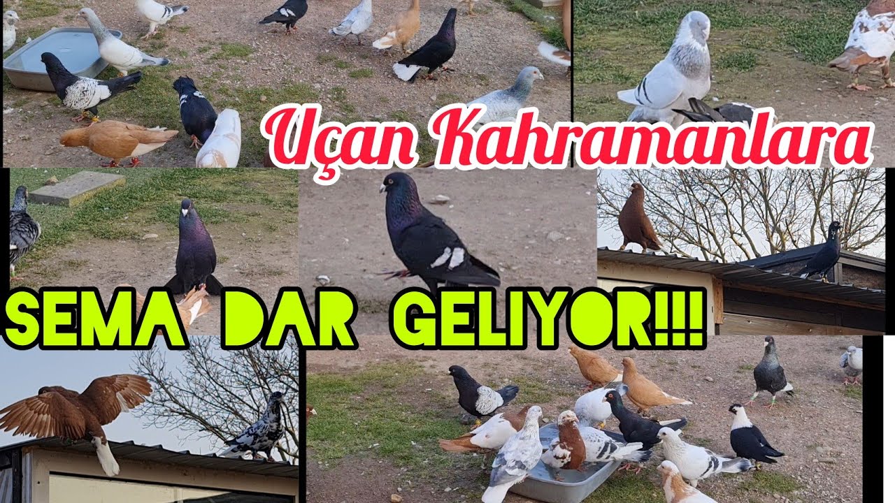Uçan Kahramanlara adeta gökyüzü dar geliyor#aksoyfiloelvanguvercinleri
