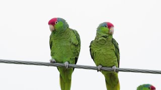 PBS Show - Parrot Patrol, Goose Island Pier &amp; Mule Deer Science