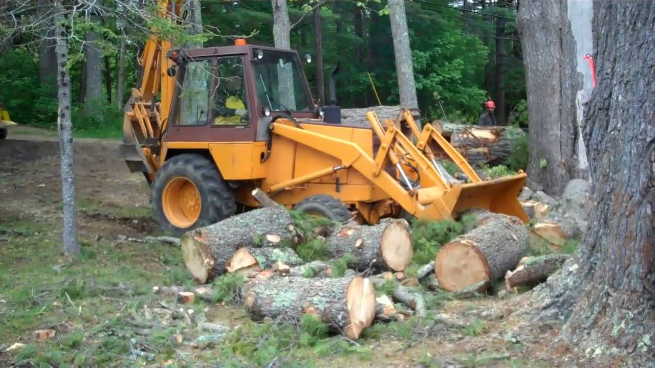 Cutting 100 Foot Tall Pine Trees Day 8 - YouTube