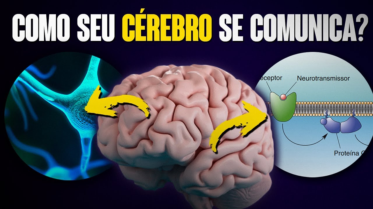 como-o-c-rebro-processa-informa-es-entenda-a-neurotransmiss-o-youtube