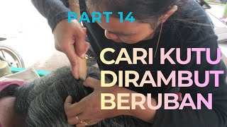 Part 14 CARI KUTU DIRAMBUT BERUBAN