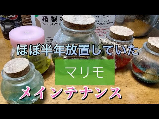 ほぼ半年放置したマリモのメインテナンス！ ＃まりも＃管理