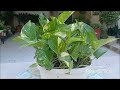 Growing Money Plants in different styles 