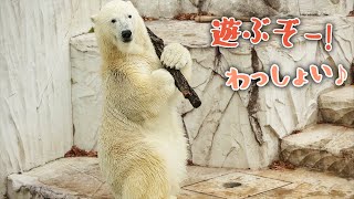   2010 ホッキョクグマ プレート　希少 2010 2月 07｜双子の白クマ赤ちゃん通信 跡地