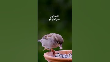 #الطبلاوي اجمل التلاوات اذا الشمس كورت