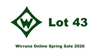 Lot 43 WNAV306 Wirruna Spring On-Line Sale 2026