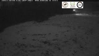 Preview of stream Libearty bear Sanctuary Zarnesti