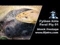 Python kills pig 01 stock footage