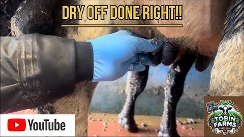 HOW WE DRY OFF COWS || STEP BY STEP 