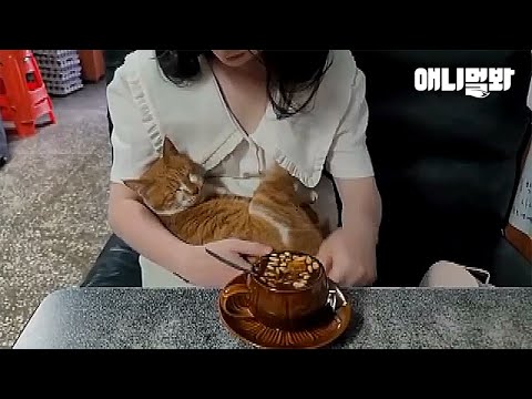 집사가 너무 좋은 고양이가 9년만에 가출한 진짜 이유ㅣTruth <strong>Behind</strong> Cat That Ran Away Despite Loving His <strong>Guardian</strong>