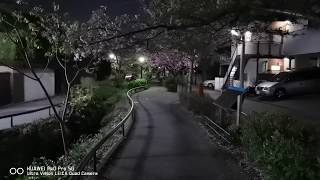 P40 Proを手で持ちながら夜の桜並木を撮影してみた