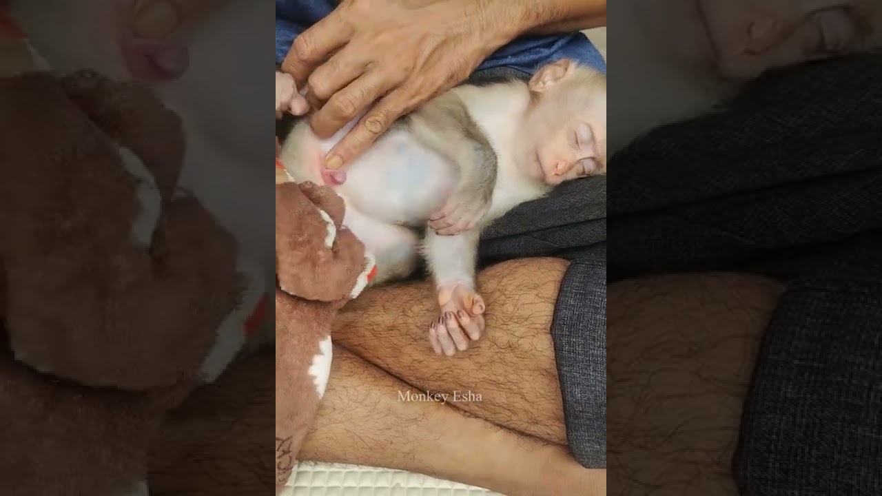 Dad changed new diaper and dressed for monkey Sabi. Sabi is so adorable.