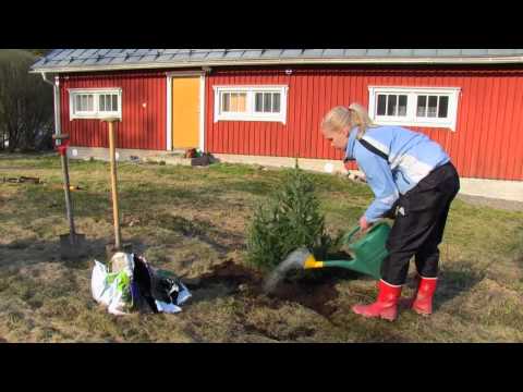 Video: Havupuiden Jäljentäminen