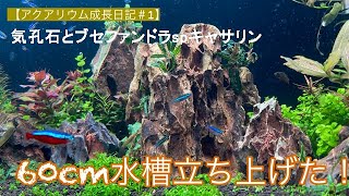 【アクアリウム成長日記＃１】気孔石とブセファンドラでつくる60㎝水槽買ってきた！