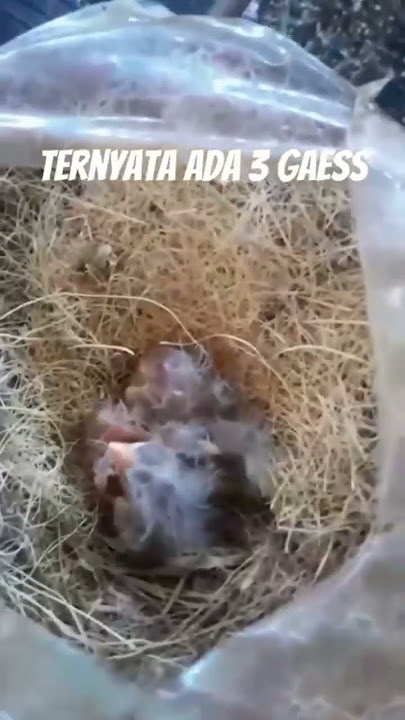 hybrid kenari dan redsiskin. #kenarimania#bcecanary#kicaumania#