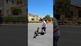 Teaching my puppy to skate with me ...