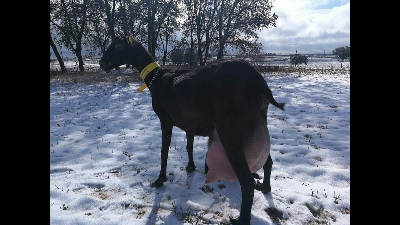 ماعز المرسيانو الحلوب Spanish dairy goats YouTube