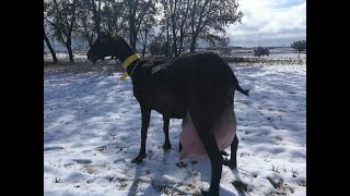 ماعز المرسيانو الحلوب  Spanish dairy goats