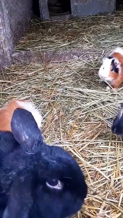 Зоопарк. Одеса. Морські свинки та кролики. Ukraine #Guinea pig #zoo # ...
